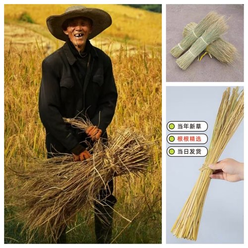 天然新鲜干稻草做霉豆腐稻草