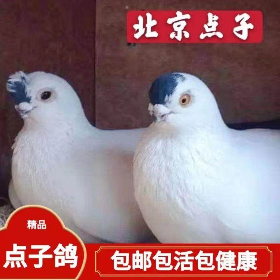 观赏鸽点子鸽子活体种鸽一对宠物鸽子老北京点子二嘴点子鸽青年鸽