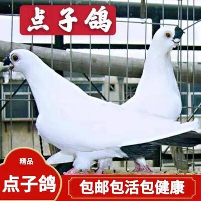 【黑色点子鸽】鸽子活体宠物观赏鸽白色好鸽子公母一对精品发货