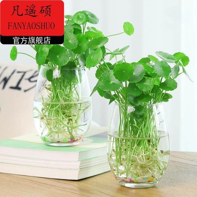 透明水培塑料花瓶绿o萝水生植物植物容器适于室内桌面摆放花盆