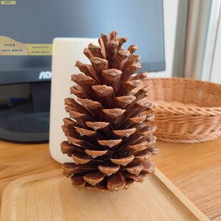 原生382态大松塔摆天大松球纯橱窗场景布置装饰松然果天然艺件术