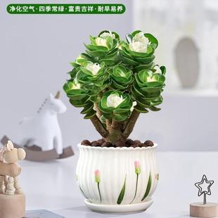 金钱木老桩多肉植物盆栽室内绿植花卉客厅桌面防辐射懒人好养盆景