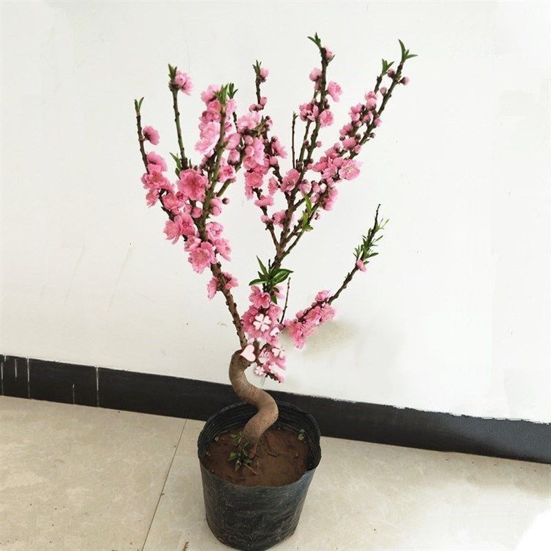 庭院植物寿星桃苗盆栽重瓣桃花盆景嫁接桃树苗红T花碧桃苗耐寒花