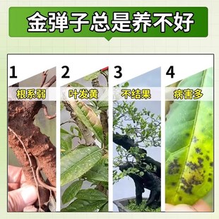 金弹子爆根剂肥药生根粉v促挂果植物盆景老桩促生根发芽活力素