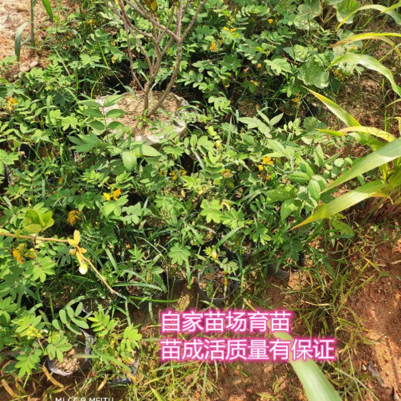 蛇灭门苗/驱蛇j防蛇/望江南/ 野决明花苗盆栽带育苗杯发货