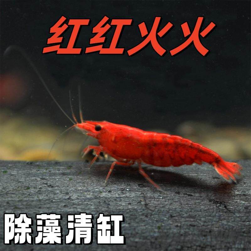 极火虾观赏虾淡水除藻虾猩红集火虾清洁观赏小虾厂家包邮