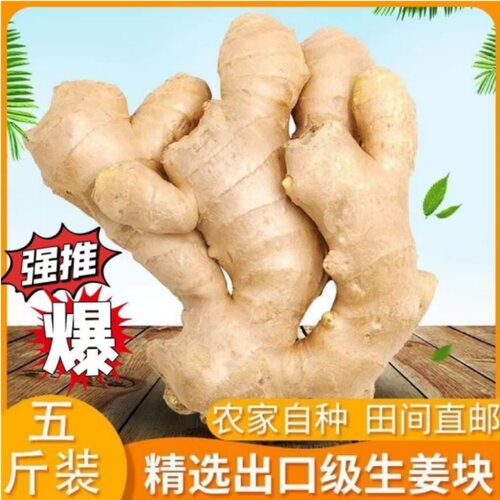 山东大姜现挖山东生姜自种新鲜黄姜干姜姜块农家自种老姜碎姜z