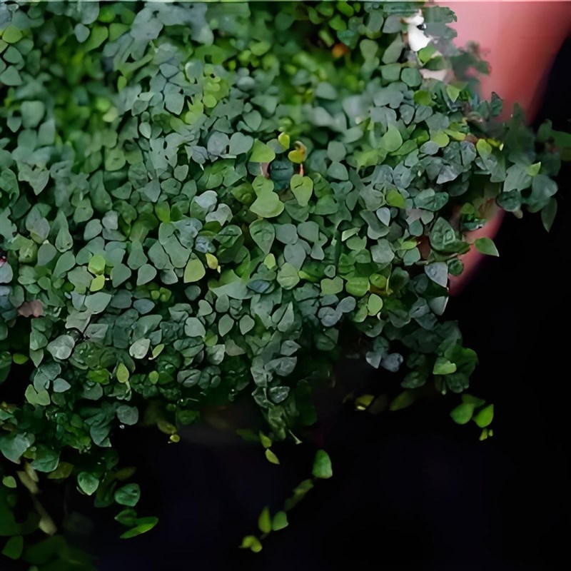 霹雳迷你小叶薜k荔掌叶薜荔雨林缸爬藤植物水陆缸微景观盆栽绿植