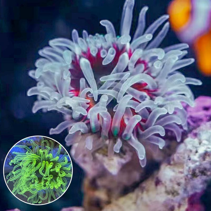 海葵海缸宠物生物珊瑚造景海草海星E观赏海水鱼尼莫小丑鱼火山红