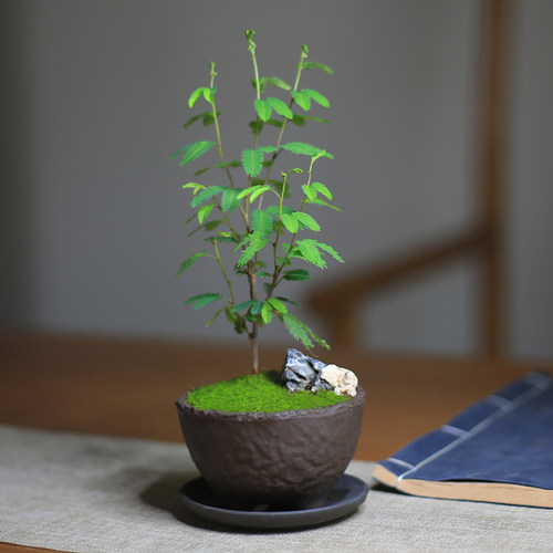 合欢花盆栽苗迷你桌面办公室绿植喜阴微景观盆景R室内好养花卉植