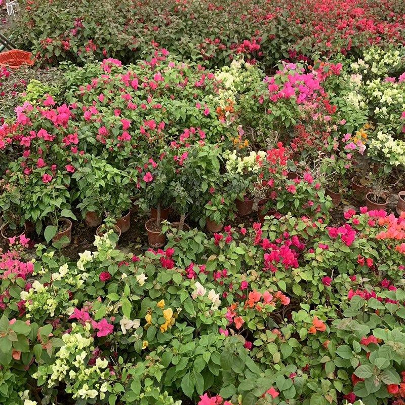 三角梅盆栽带花发货四季开花w爬藤植物阳台小花卉庭院勤花好养大,鲜花速递/花卉仿真/绿植园艺,绣球/木绣球/木本植物,淘宝优惠券,粉丝福利购,淘宝优惠卷