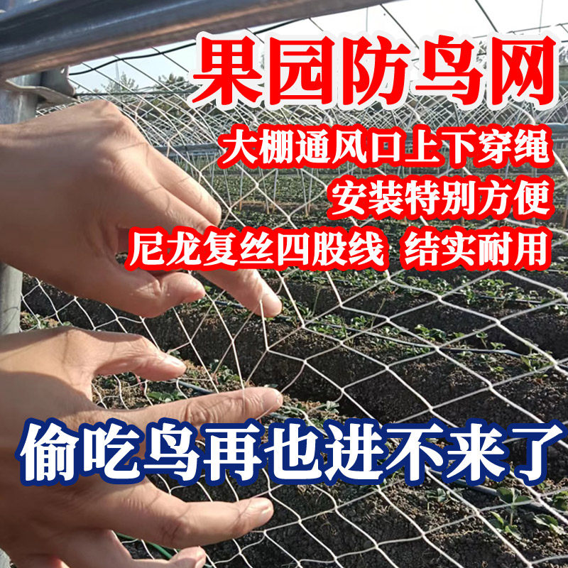 防鸟网果园尼龙网草莓园大棚通风口两侧葡萄种植天U沟网种菜防护