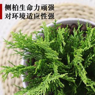 金柏树苗侧柏盆栽植物办公室x内客厅小绿植好养易活四季常青大盆