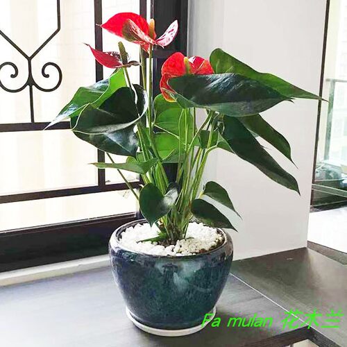 骄阳红掌花卉办公室盆栽客厅桌面水培植物L组合盆载前台室内吸甲