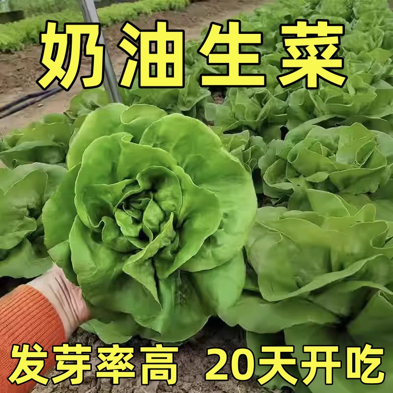 奶油生菜新鲜蔬菜叶菜类生菜生吃凉拌甜脆多汁沙拉菜农家自种生菜