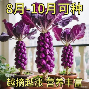 種抱子甘藍種子小包菜卷心菜包菜蔬菜種子 紫孢子甘藍種子一年四季