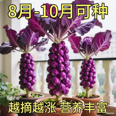 紫孢子甘蓝种子一年四季种抱子甘蓝种子小包菜卷心菜包菜蔬菜种子
