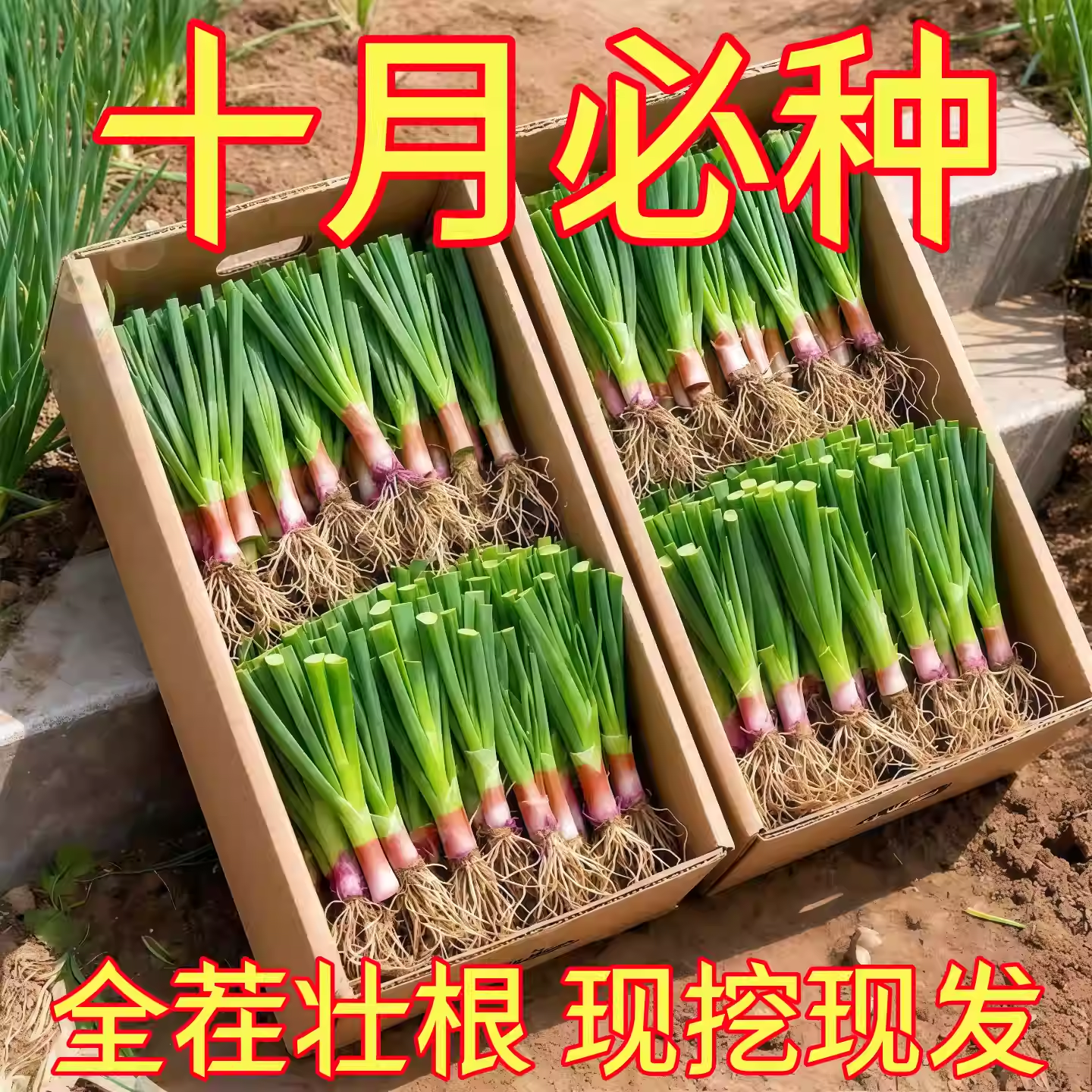 韭菜根苗紫根带土韭菜苗带根四季现挖宽叶红根阳台盆栽本地蔬菜