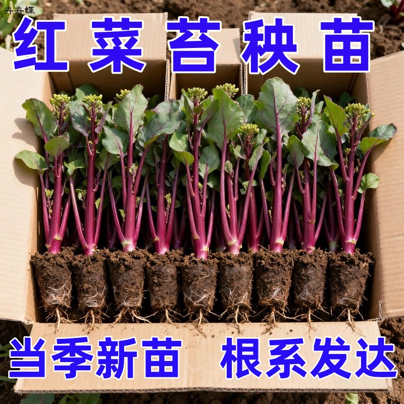 耐寒红菜苔苗湖北洪山早熟红油菜台秧苗十月红秋冬蔬菜苗阳台庭院