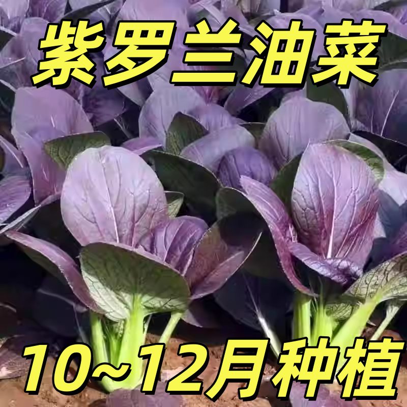 紫罗兰油菜种子四季蔬菜种菜籽紫油菜青菜上海青种孑农家阳台种植