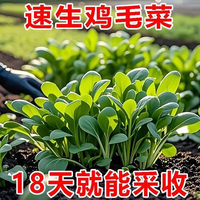 鸡毛菜菜籽种四季种植阳台庭院速生蔬菜大全小白菜上海青菜种籽子