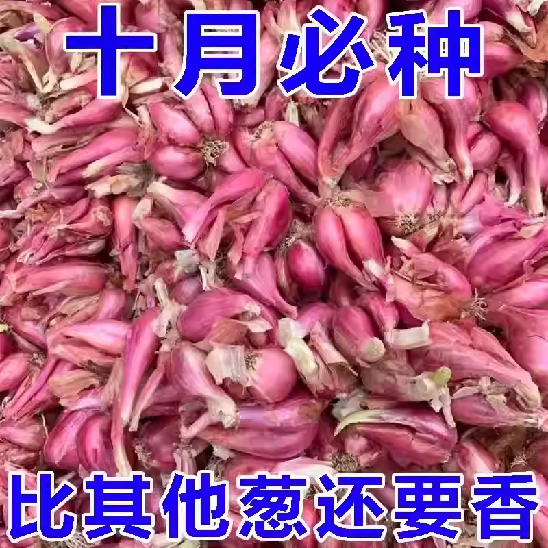 浓香型红葱头四季小香葱食用细小香葱阳台庭院红葱头新四川红葱头