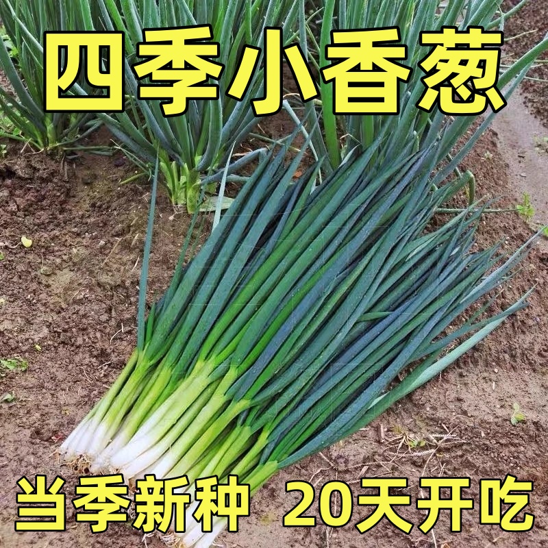 四季种植小香葱种子阳台花盆小院红葱头耐寒小葱苗分葱苗蔬菜种籽
