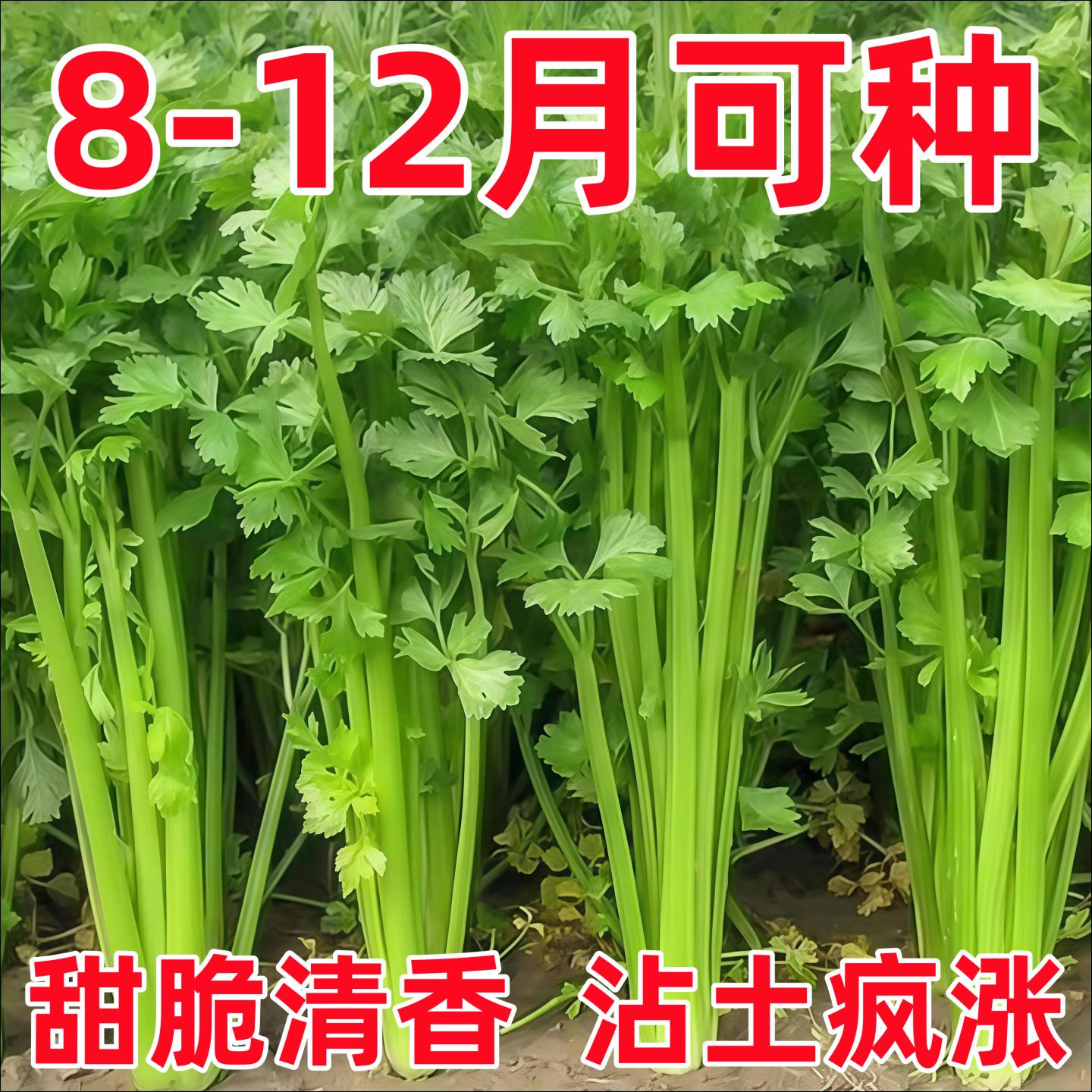 四季小香芹菜种子芹菜种子香味浓郁实心芹菜种四季可种植蔬菜种子