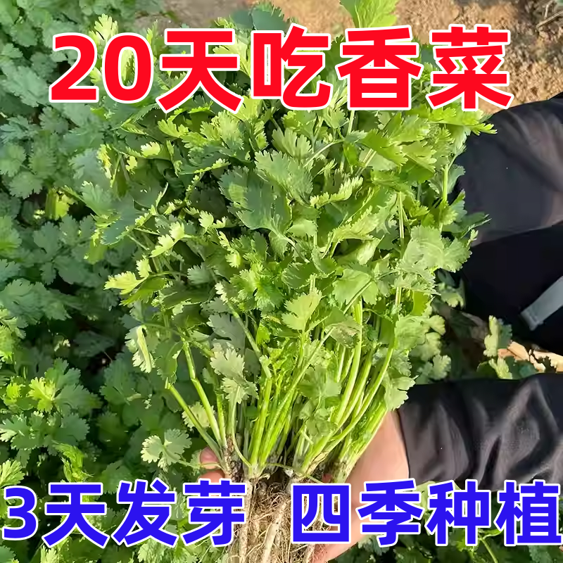 四季香菜种孑阳台庭院盆栽苗大叶芫荽种子秋冬农家高产老品种菜籽