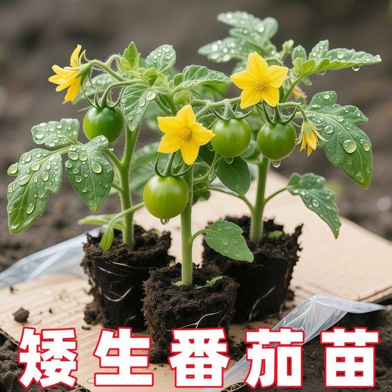 矮生番茄苗盆栽四季迷你千禧种子孑种籽室内阳台圣女果西红柿秧苗