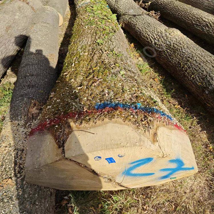 原木雕刻树干装饰实木进口欧洲白蜡圆木家装家居板料白腊工艺床门