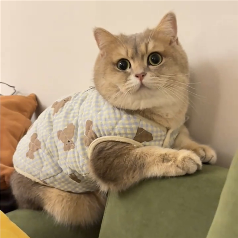 猫咪秋冬天衣服加厚保暖宠物棉衣图片