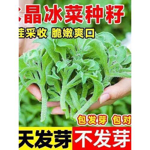 冰菜种子新鲜冰晶菜南方