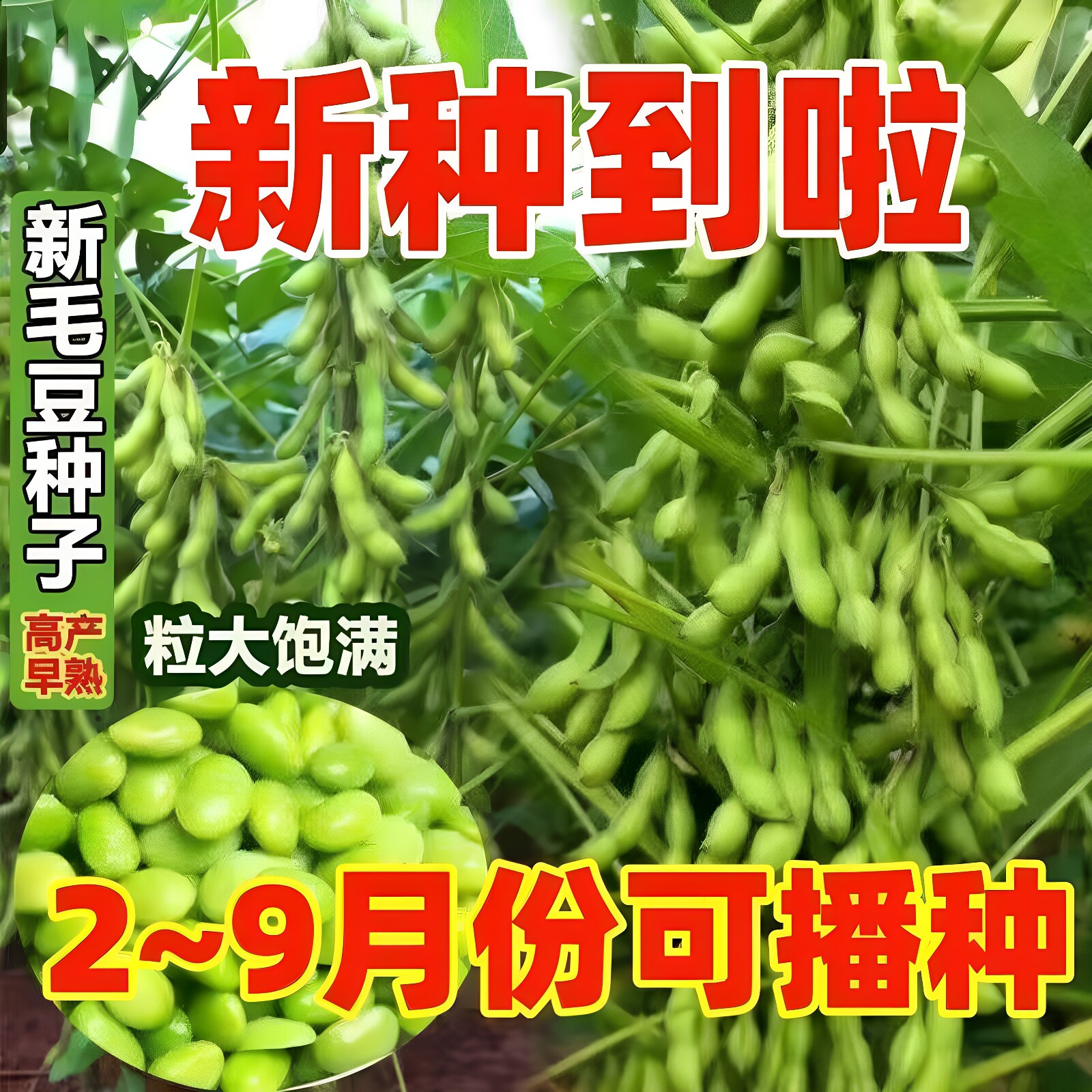 毛豆种子早熟大粒绿毛豆晚熟高产黄大豆种籽四季蔬菜种孑