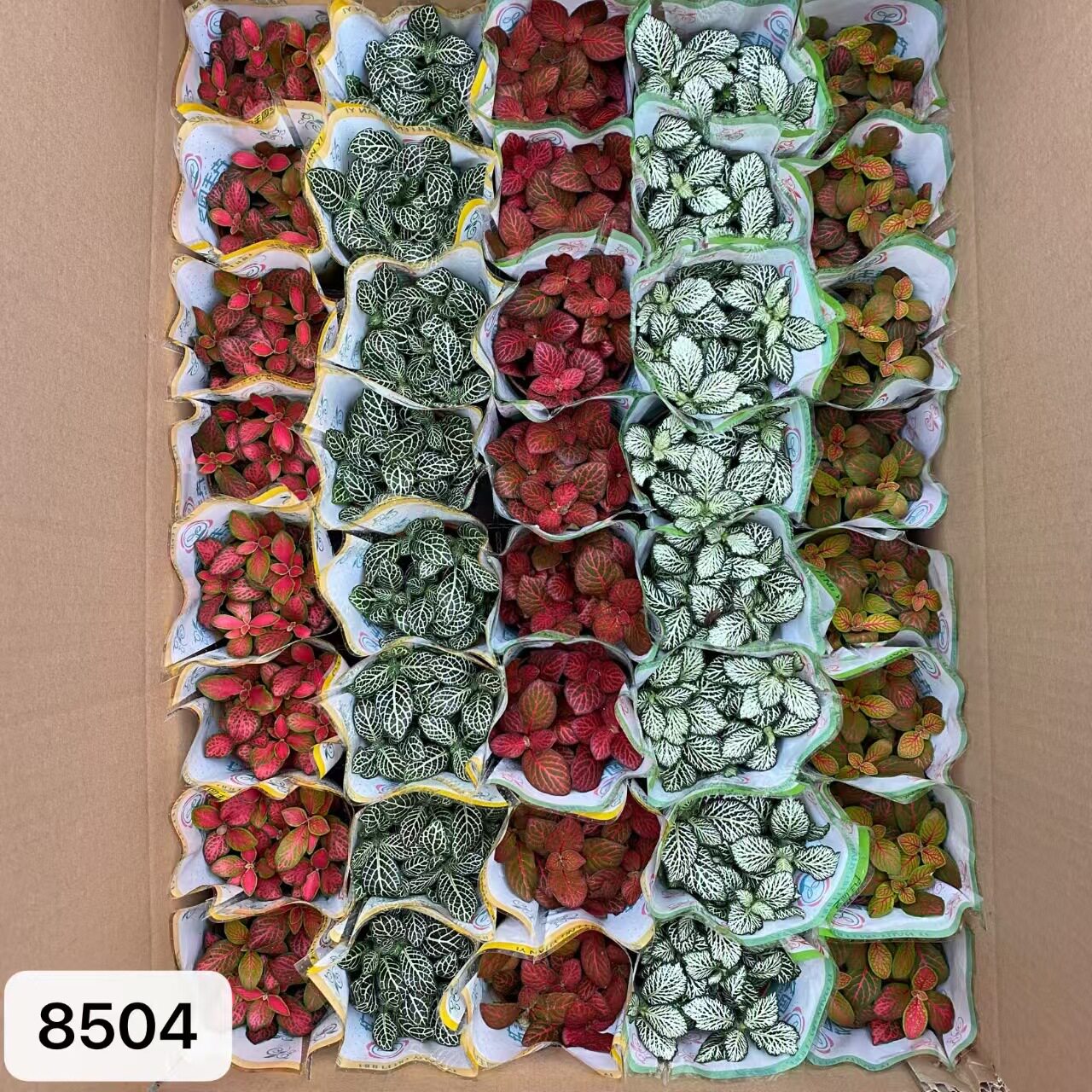 80#混装网纹草 微景观水陆缸 彩叶迷你创意桌面小盆栽绿植
