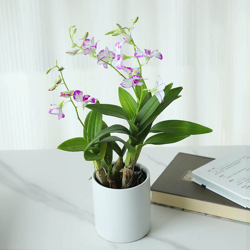 泼墨石斛兰盆栽花苗室内阳台办公室好养多年生植物秋石斛花带花苞