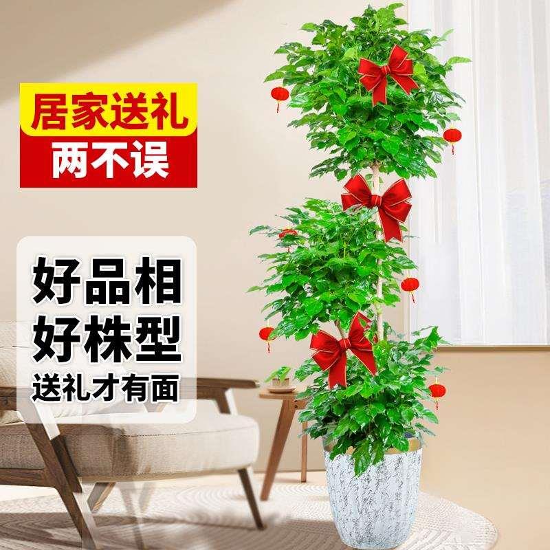 幸福树客厅盆栽大型绿植室内除甲醛植物平安树老桩发财树四季常青