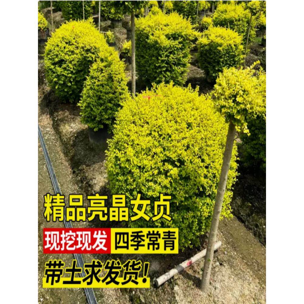 亮晶女贞棒棒糖川金滇蜡树苗小叶柠檬之光冬青先令球庭院花镜植物
