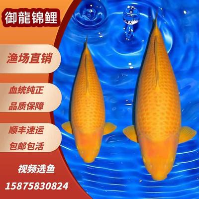 日本进口纯种赤目芥子红芥子黄芥子白芥子锦鲤带头大哥大型观赏鱼