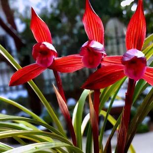 名贵兰花苗春兰铭品醉红素无花苞好养阳台室内浓香花卉品种大全