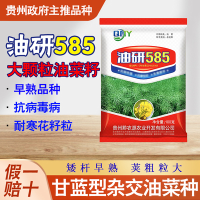 早熟油菜籽油研585油菜种子抗寒
