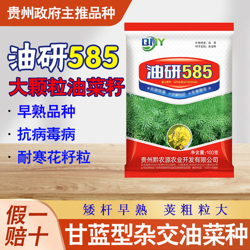 早熟油菜籽油研585油菜种子抗寒