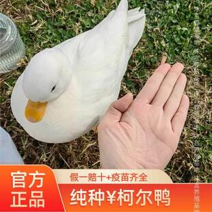 正宗柯尔鸭活宠物幼崽网红鸭子赛级柯尔鸭成年科尔鸭幼仔小柯尔鸭
