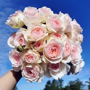 花莳园艺 开 7加扦插月季 婚礼阳台露台地栽庭院盆栽花卉绿植多季