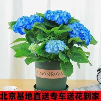 北京同城绣球花苗植物无尽夏好养的花盆栽花卉植物室内易养活