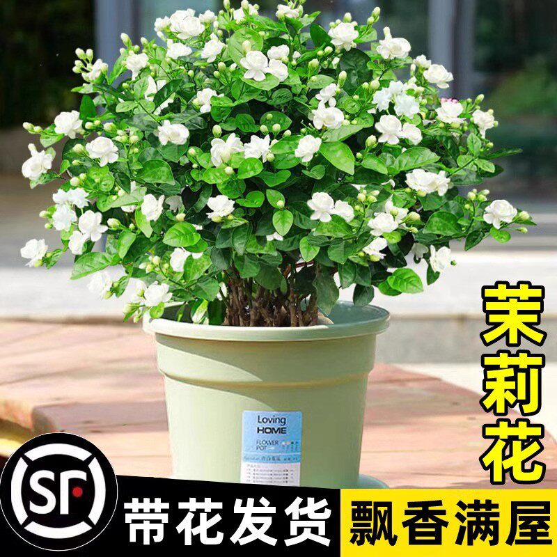 茉莉花苗盆栽树苗水培带花苞九里香栀子花绿植物四季开花室内花卉