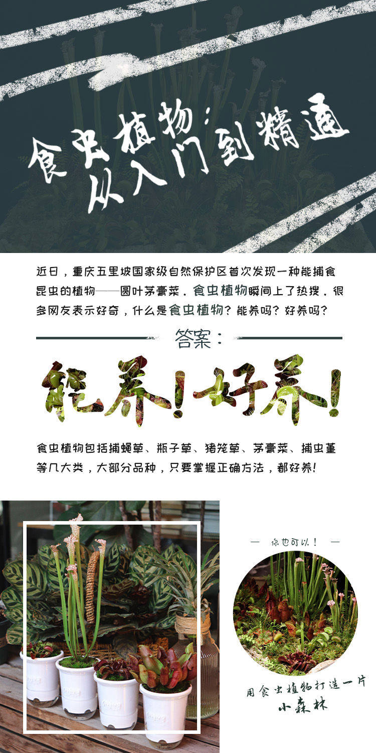товар из китая 【-10℃以上可发货】食虫植物新手入门套餐捕蝇草茅膏菜瓶子草