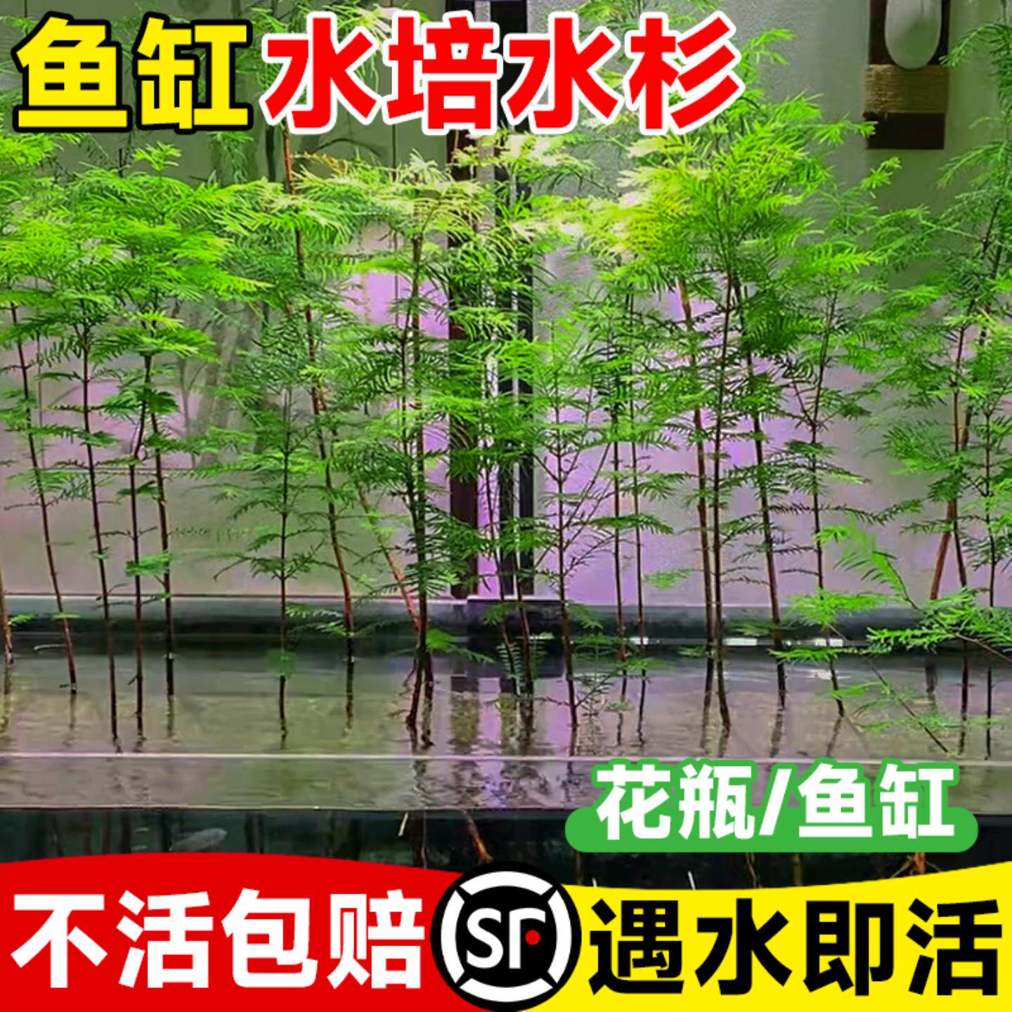 水杉水培鱼缸造景溪流缸水杉盆栽盆景鱼池水生植物绿植水草室