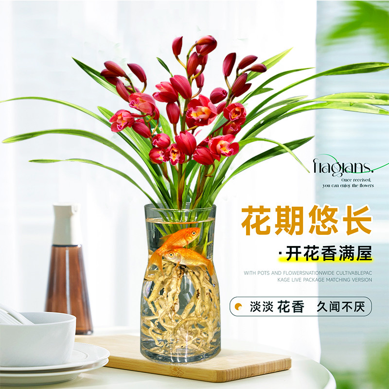 水培香水兰花苗貂蝉彤红色花室内植物浓香四季耐寒植物夏带花苞