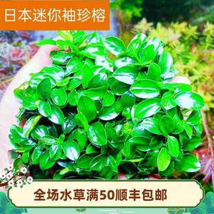 日本迷你榕黄金榕辣椒榕小水榕懒人沉木水草鱼缸草缸造景阴性